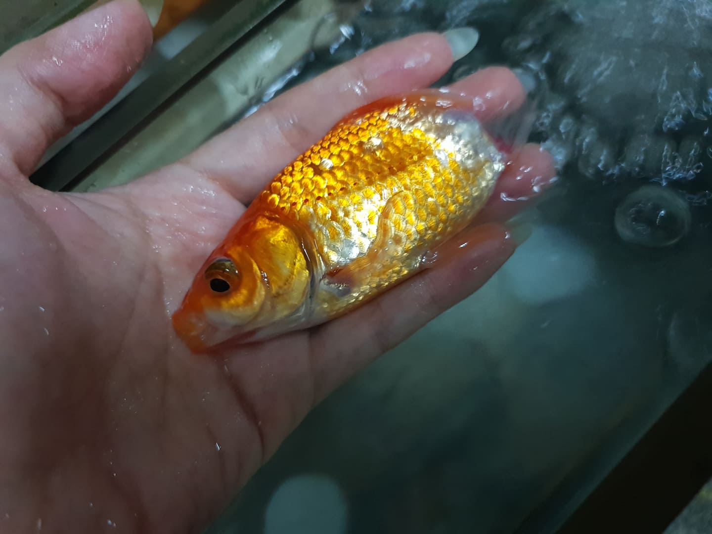 Плавниковая гниль у золотой рыбки