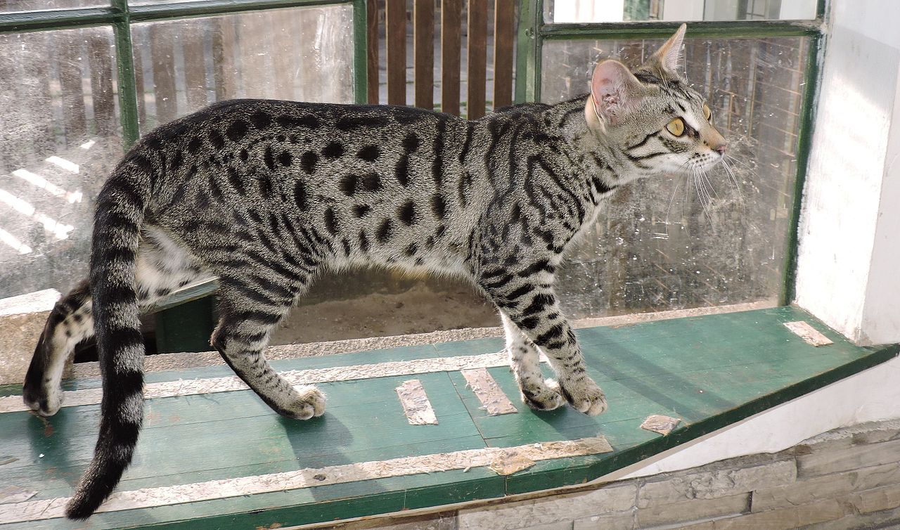 Ashera, rarest cat in the world