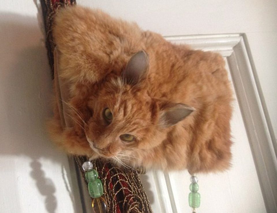 who phones the owner to inform them their cat is dead blade runner