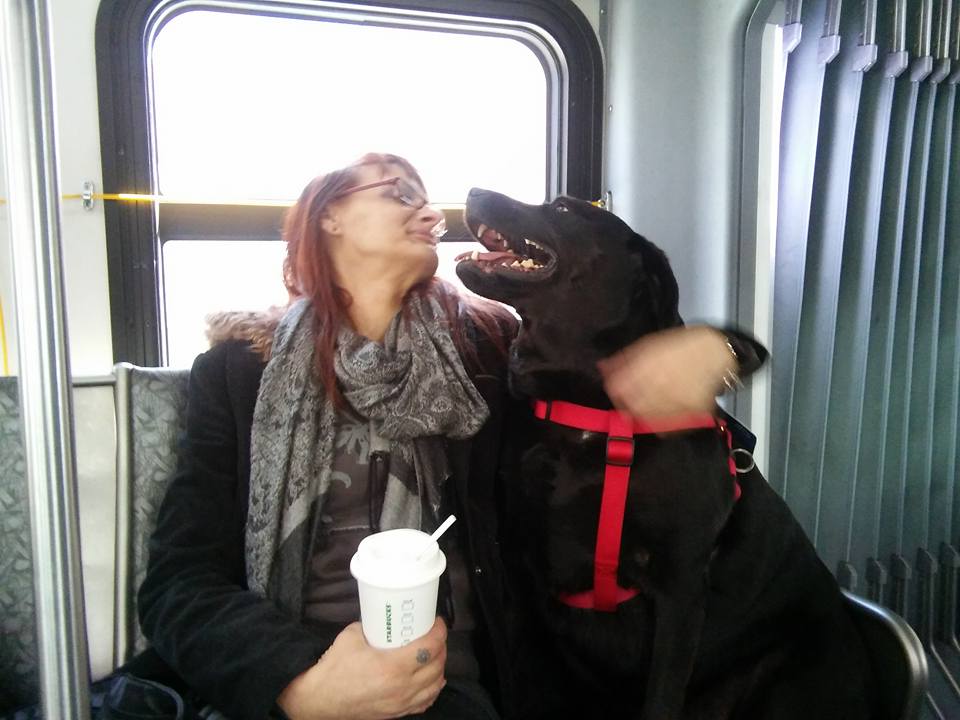 Meet Eclipse, Seattle's Famous Solo Bus Riding Canine
