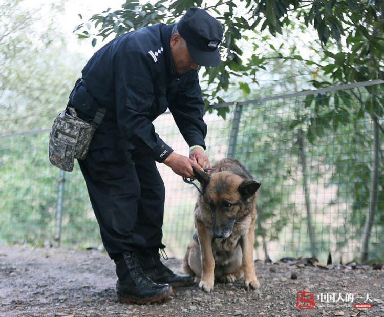 Chinese Cop Sets Up Retirement Home for His Old Police Dogs