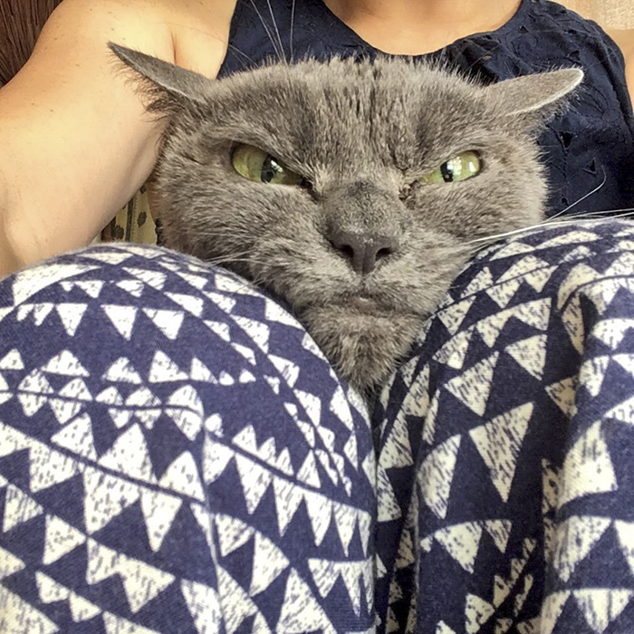 Look out, Grumpy Cat: Garfi 'angry cat' photos go viral