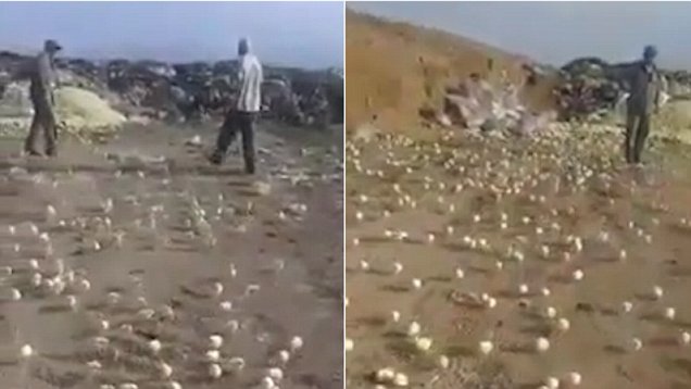 Georgian Landfill Overrun by Hundreds of Chicks After "Spoiled" Eggs Hatch