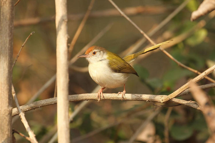 Stitched nest of tailor bird (