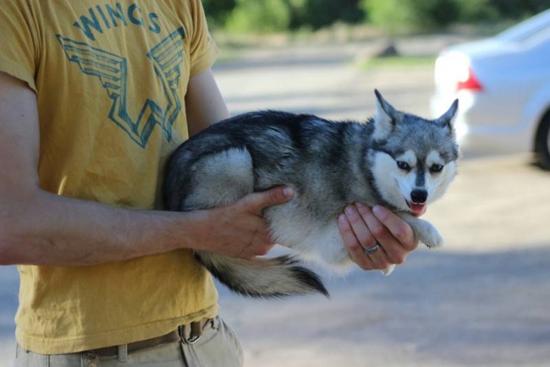 Alaskan Klee Kai Dog Breed - Dog World