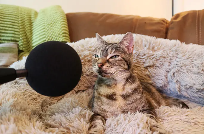 Year Old Cat Sets Guinness Record For Worlds Loudest Purr Watercooler Topics Before It S