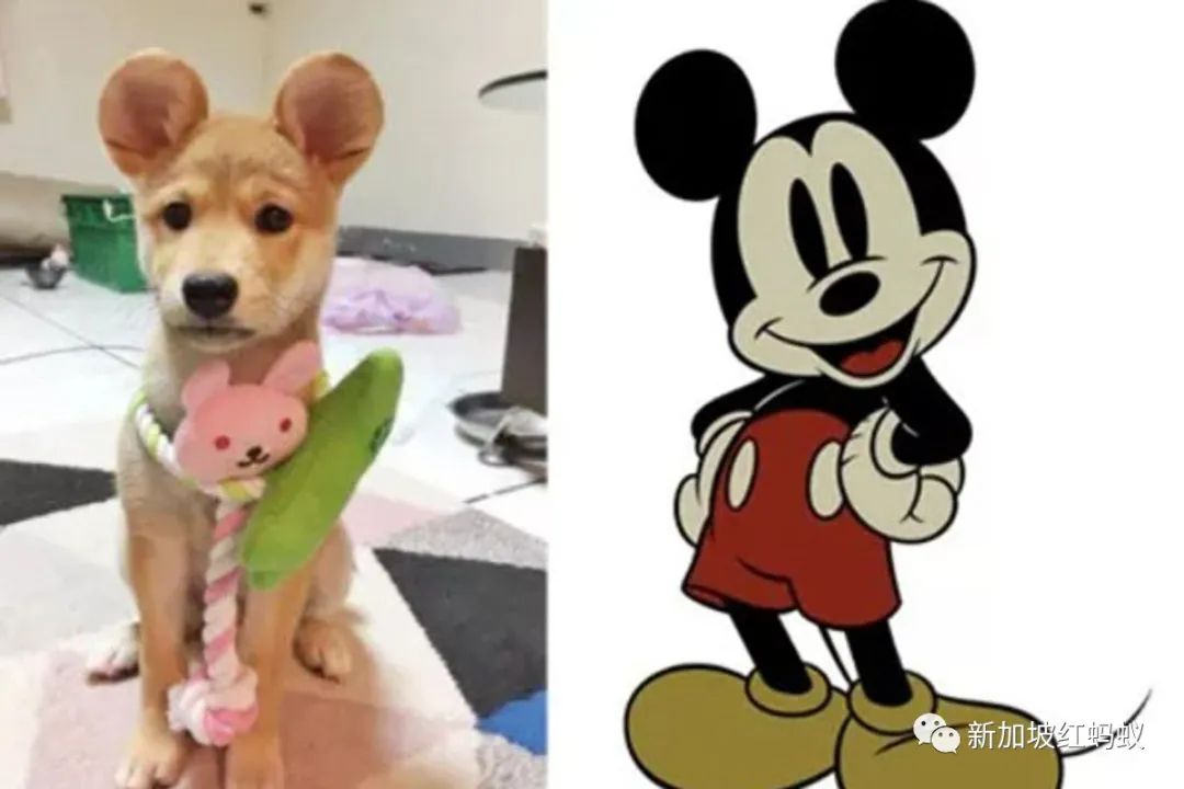 Mickey ears' popularity soars among China pet owners despite