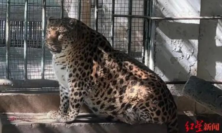 Zoo Tries to Make Obese Leopard Lose Weight, Fails